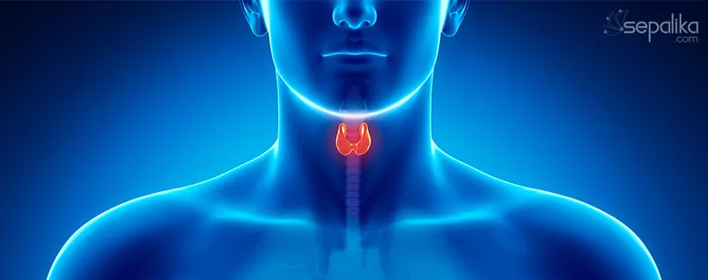 Benefits of ashwagandha for Thyroid