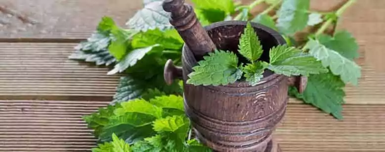 Stinging Nettle is known to have anti-histamine properties