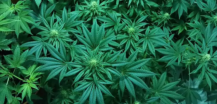 pros & cons of medical marijuana