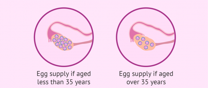 female egg count amh